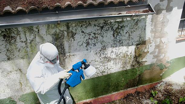 Trusted Mold Removal service in Church Hill, TN - Cheap Mold Removal